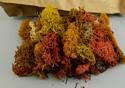 Autumn Lichen
