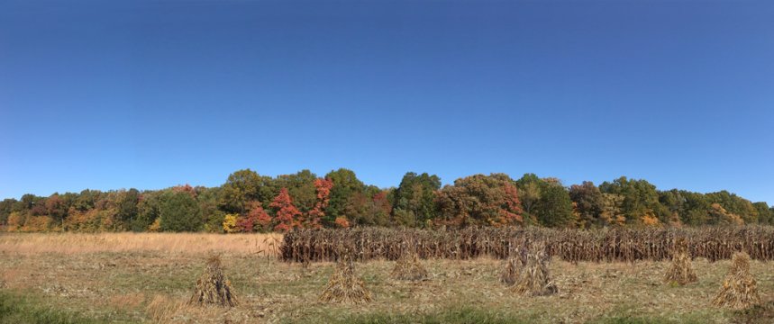 Autumn Harvest Scenic Backdrop
