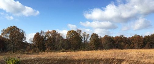 Open Field Scenic Backdrop