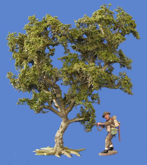 Small Oak