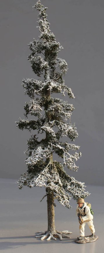 Tall Winter Fir