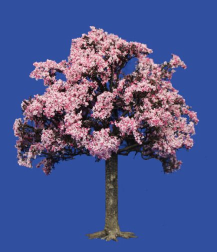 Small Flowering Cherry Tree
