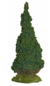 Lawson Cypress