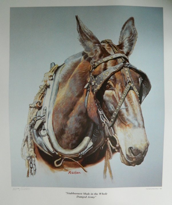 "Stubbornest Mule in the Whole Danged Army"