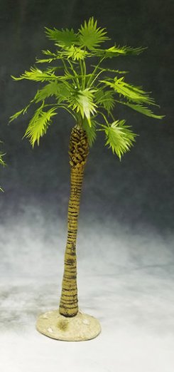 Large Desert Sugar Palm