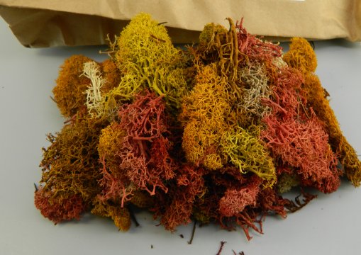 Autumn Lichen