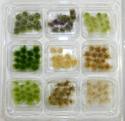 Nine Different Grass Tufts