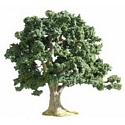 Large Oak
