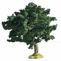 Small Oak