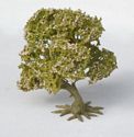 Hawthorne Bush