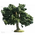Bush Oak