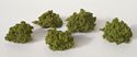 Bag of Mixed Bushes - Green