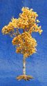 Birch Tree - Yellow