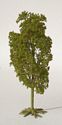 Mountain Ash Tree