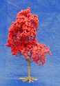 Maple Tree - Red