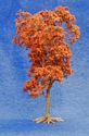 Maple Tree - Russet