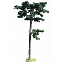 Scots Pine Tree