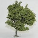 Small Oak
