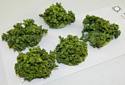 Bag of Mixed Bushes - Green