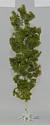 Medium Birch Tree