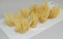 Elephant Grass (Pack of 10)