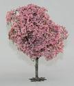 Large Flowering Cherry Tree