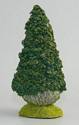Lawson Cypress