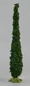 Small Juniper Tree