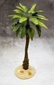 Desert Broadleaf Palm