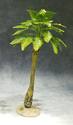 Large Desert Broadleaf Palm