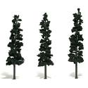 Conifer Trees